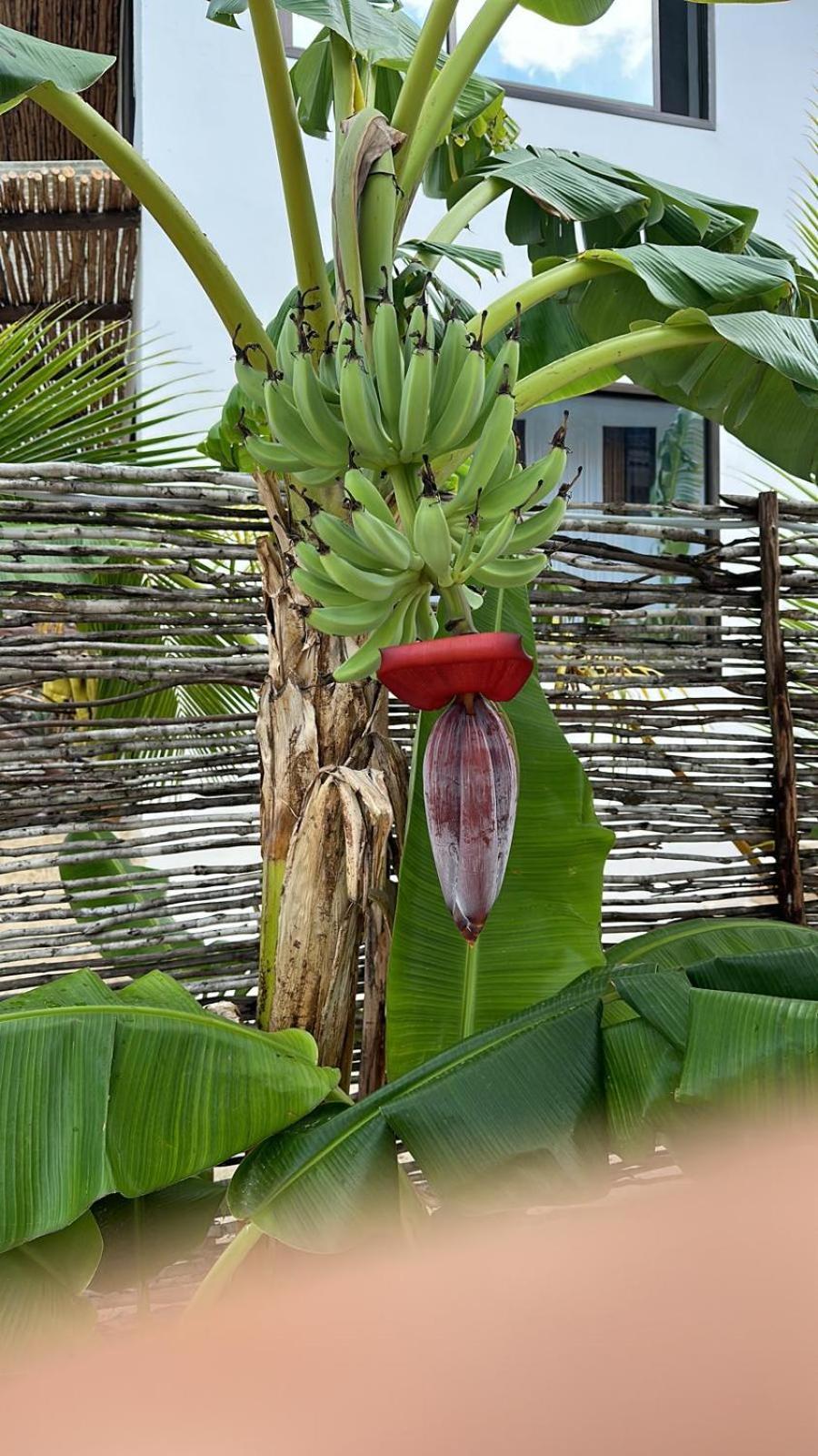 Maracuja Villa Zanzibar Bwejuu Dış mekan fotoğraf